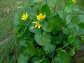 Ranunculus Ficaria